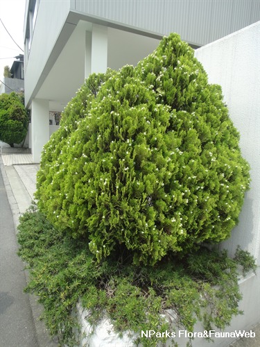 How can Platycladus orientalis benefits and uses help you? (Explore traditional and modern health applications).