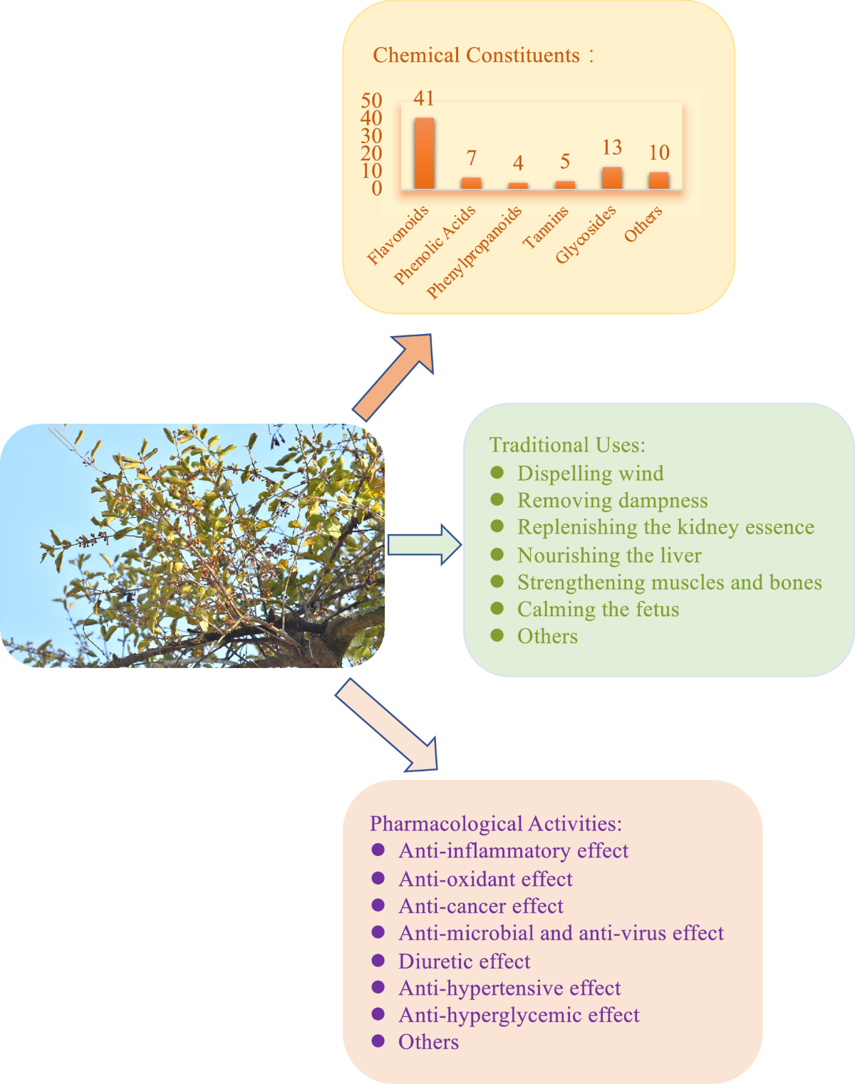 Why use Loranthus for its Benefits and Effects? (Exploring its popular traditional uses for wellness)