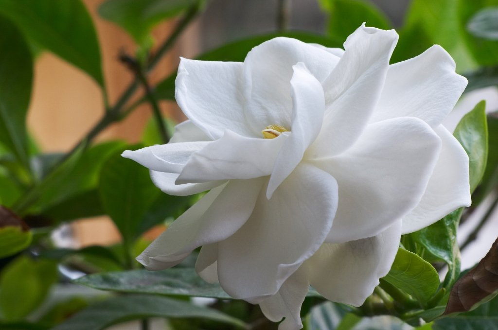 What are Gardenias efficacy and functions? Learn its top health advantages simply explained now.