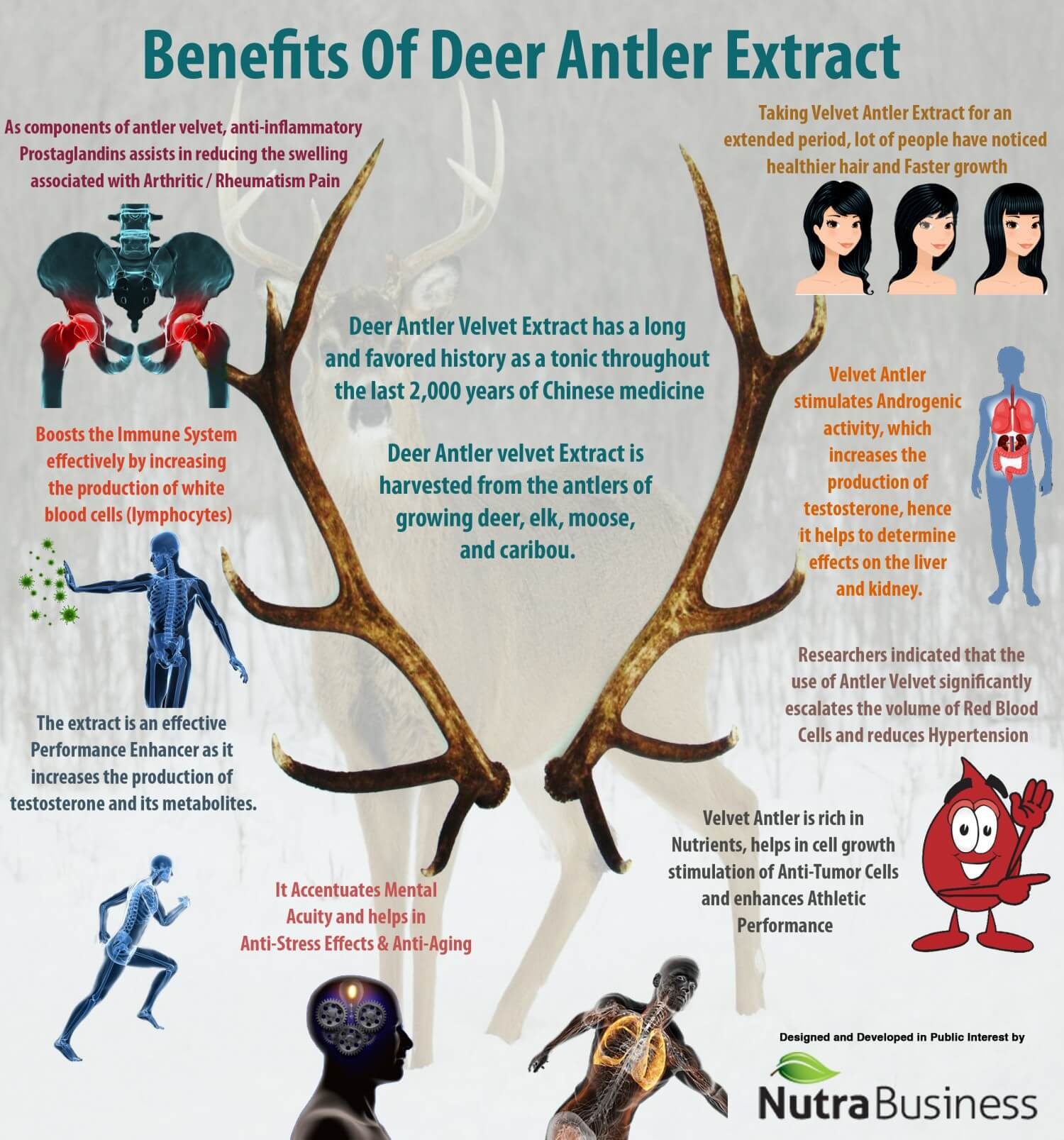 Deer Antler Benefits: Why Are They So Good? (Experts clearly explain the main powerful health advantages)