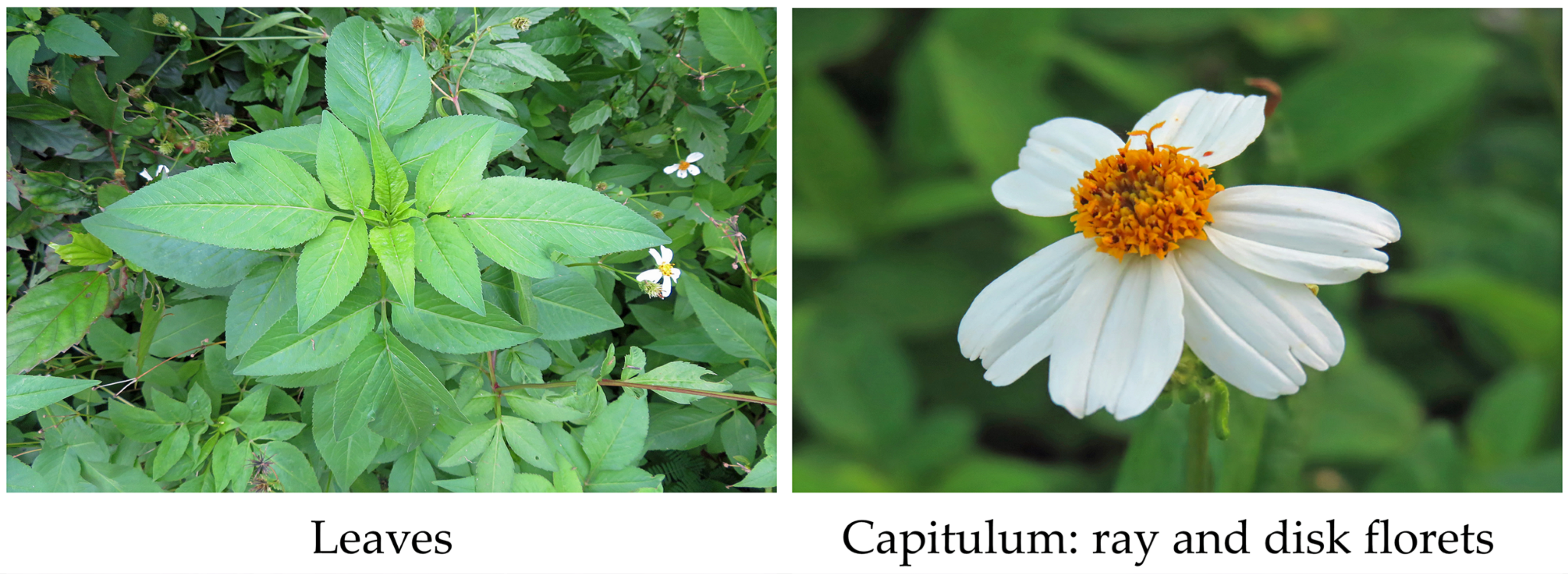Bidens pilosa: What are its key Benefits and Effects? Here is what you really need to know.