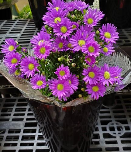 What are Asters efficacy and functions really? Discover its many surprising health benefits for you today!