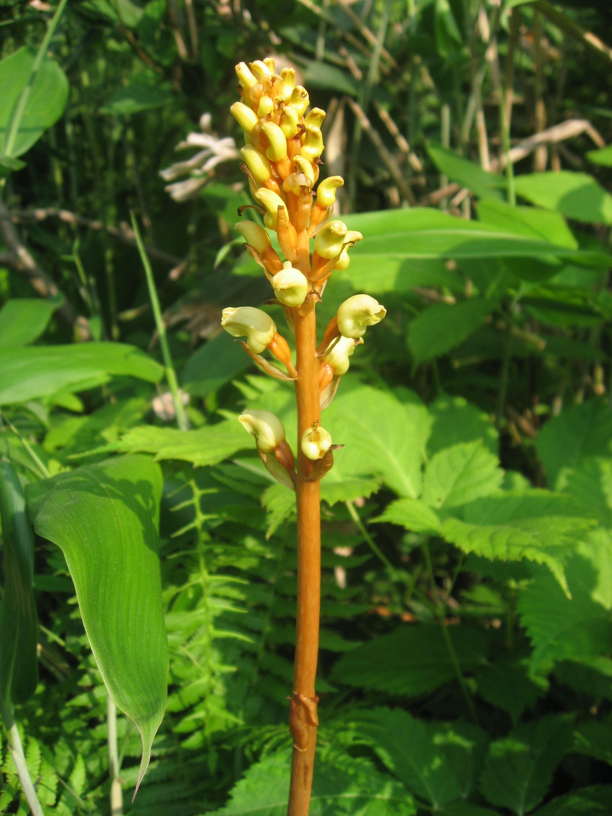 What are Gastrodia Elatas benefits and effects? Learn how this herb helps you feel much better.