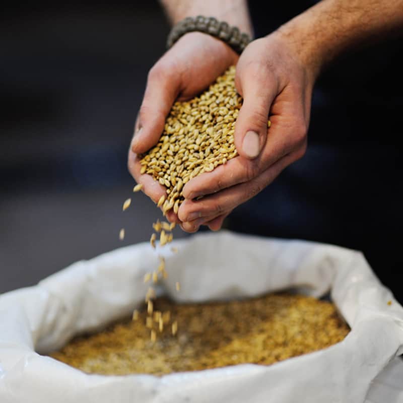 Curious About Malts Efficacy and Functions? Heres How This Natural Food Helps Your Body A Lot.