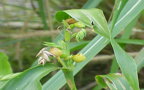 The truth about Gromwell Root benefits and uses: What you really need to know for amazing results.