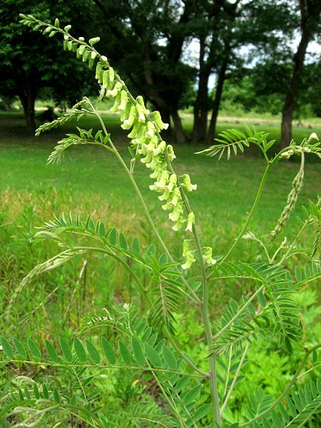 Sophora Flavescens Benefits and Effects (A Simple Guide to What This Herb Does for Your Health).
