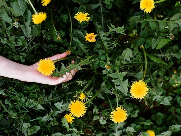 Why care about dandelions benefits and uses? Understanding its amazing impact on your overall health today.