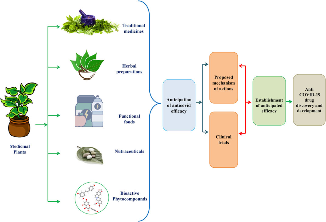 Fa Ban Xias efficacy and functions explained: What this key herb does for your health.
