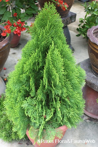 How can Platycladus orientalis benefits and uses help you? (Explore traditional and modern health applications).