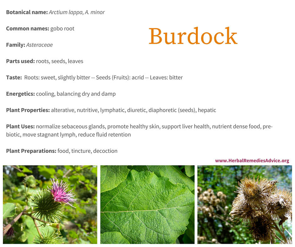 How does Burdock fruit work its magic? Learn its efficacy and function in plain English.