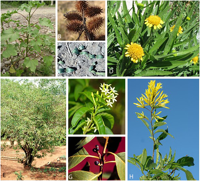 Which Xanthium fruit benefits and uses are best for you? (Find out about these common healing powers!)