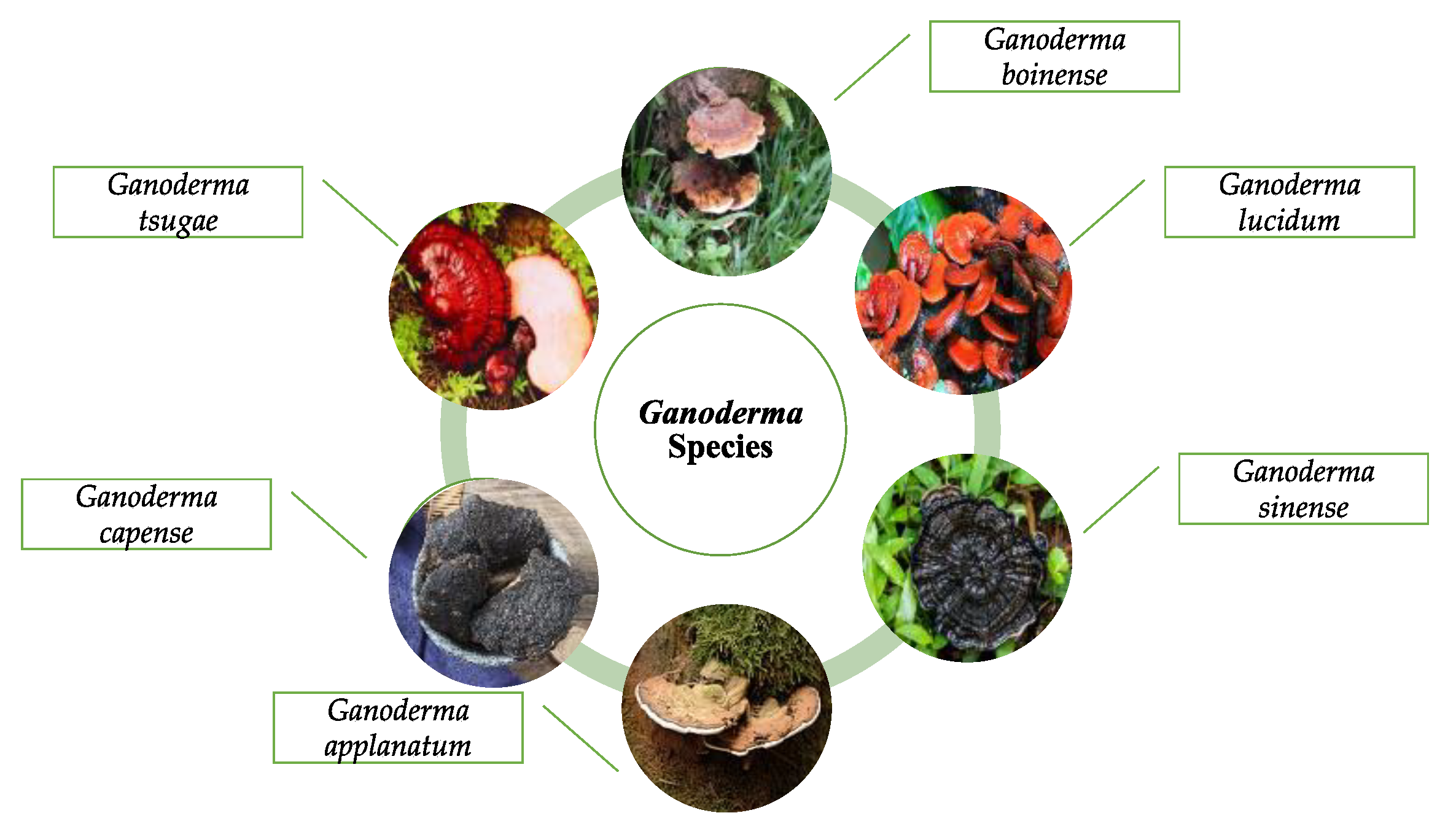 Exploring Wu Ling Zhis Efficacy and Function: How This Ancient Herb Can Boost Your Health.