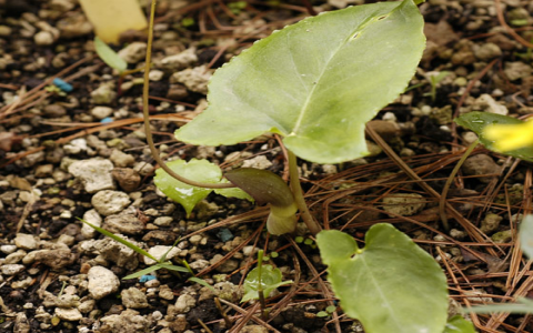 Why Use Pinellia Ternata? Discover its effective functions and how it boosts your well-being simply.