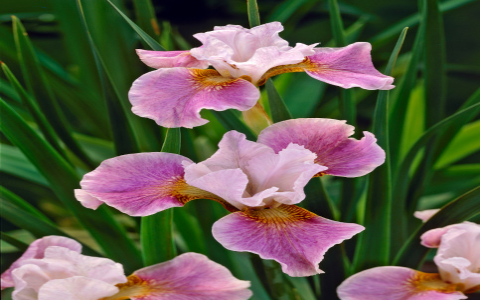 Unlocking White Peony Root benefits and effects? Find out how it greatly helps your overall well being!