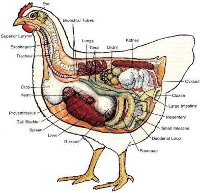 The real efficacy of Chicken Gizzard Lining: Why it is so good for digestion and kids.
