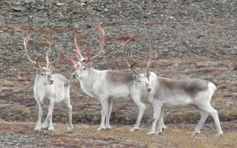 Deer Antler Benefits: Why Are They So Good? (Experts clearly explain the main powerful health advantages)
