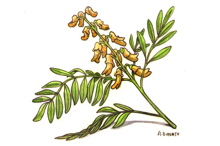 Sophora Flavescens Benefits and Effects (A Simple Guide to What This Herb Does for Your Health).