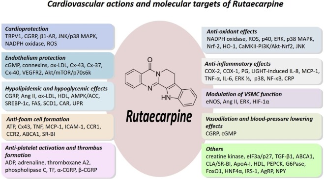 Are Evodia Rutaecarpa benefits and uses truly effective? Understand its strong medicinal value simply!