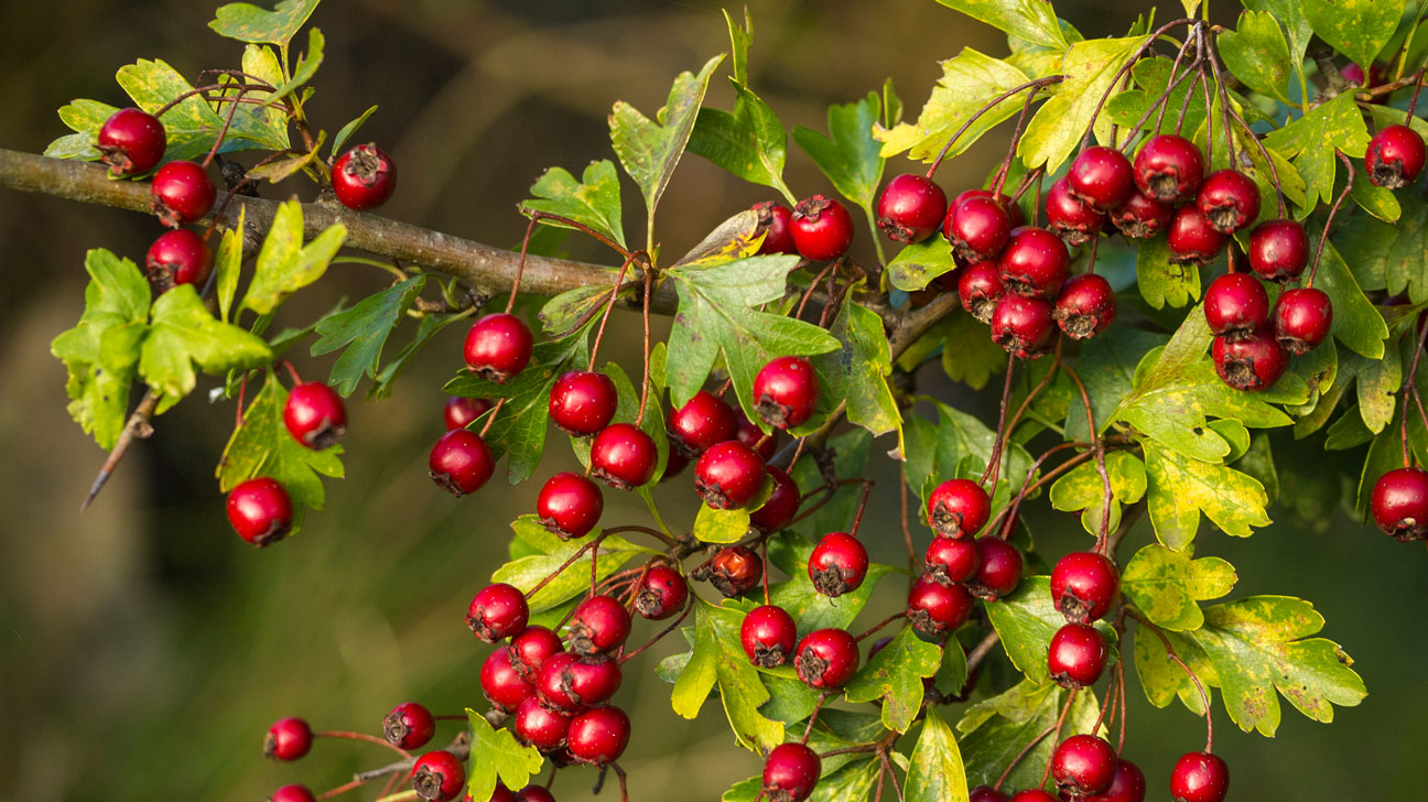 Hawthorns Benefits and Effects: Are they good for everyone? (Find out who can benefit most easily)