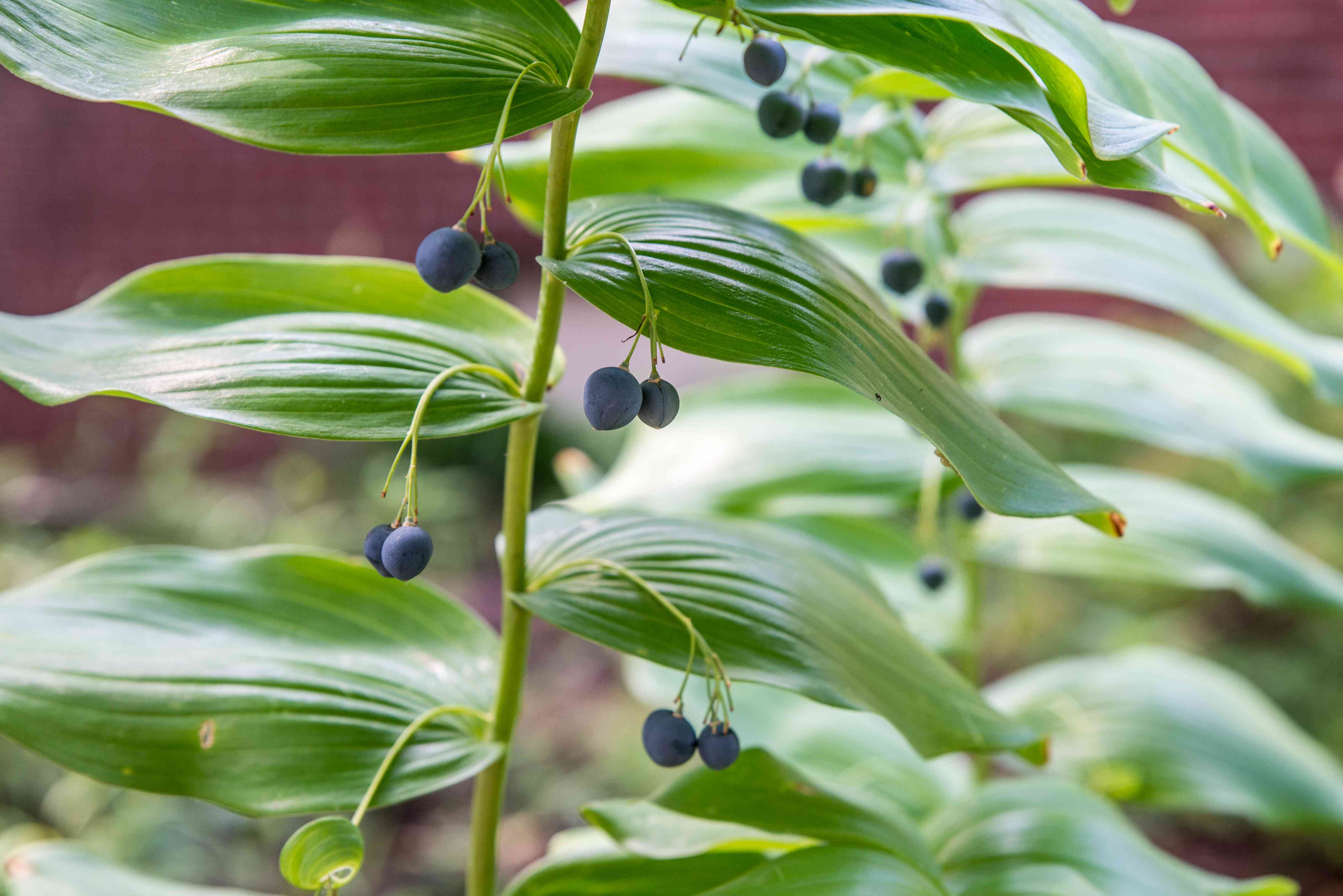 Curious about Solomons Seal benefits and effects? Here is what you absolutely need to know about this healing plant.