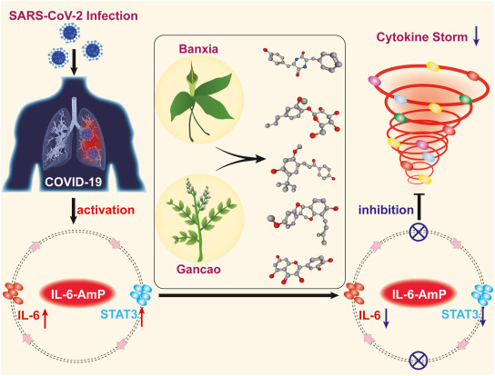 Why is Ban Xia effective? Discover its functions and benefits for your body easily today.
