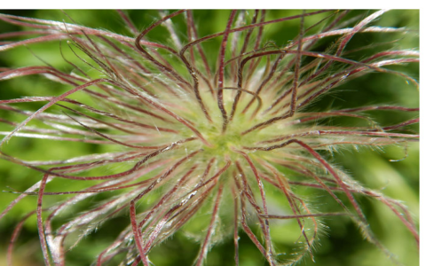 Pulsatillas benefits and uses for you (understand how this plant works its wonders easily).