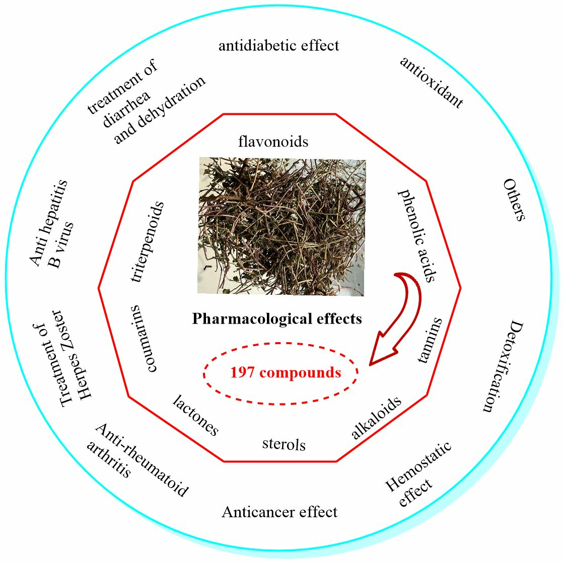 Discover Euphorbia Humifusas Efficacy and Functions: This herb has some amazing benefits for your health.