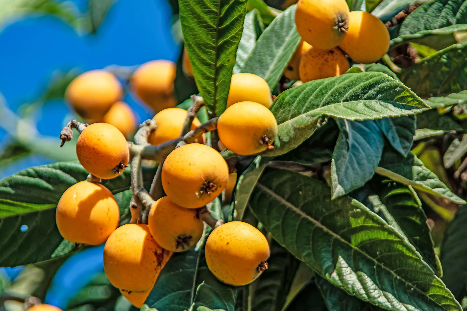 Uncovering the efficacy and role of loquat flowers: Simple facts about their traditional uses.