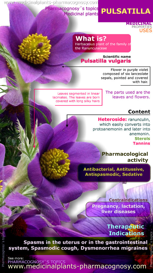 Pulsatillas benefits and uses for you (understand how this plant works its wonders easily).