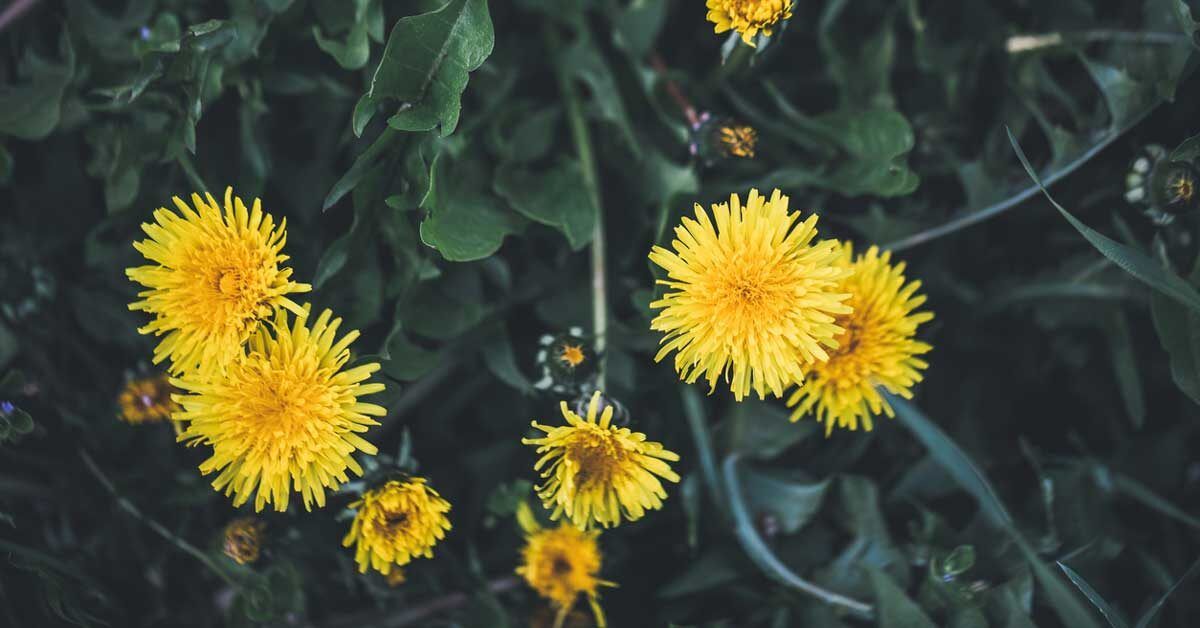 Want to truly understand Dandelion Benefits? Uncover the many secrets this amazing plant holds for achieving better health.