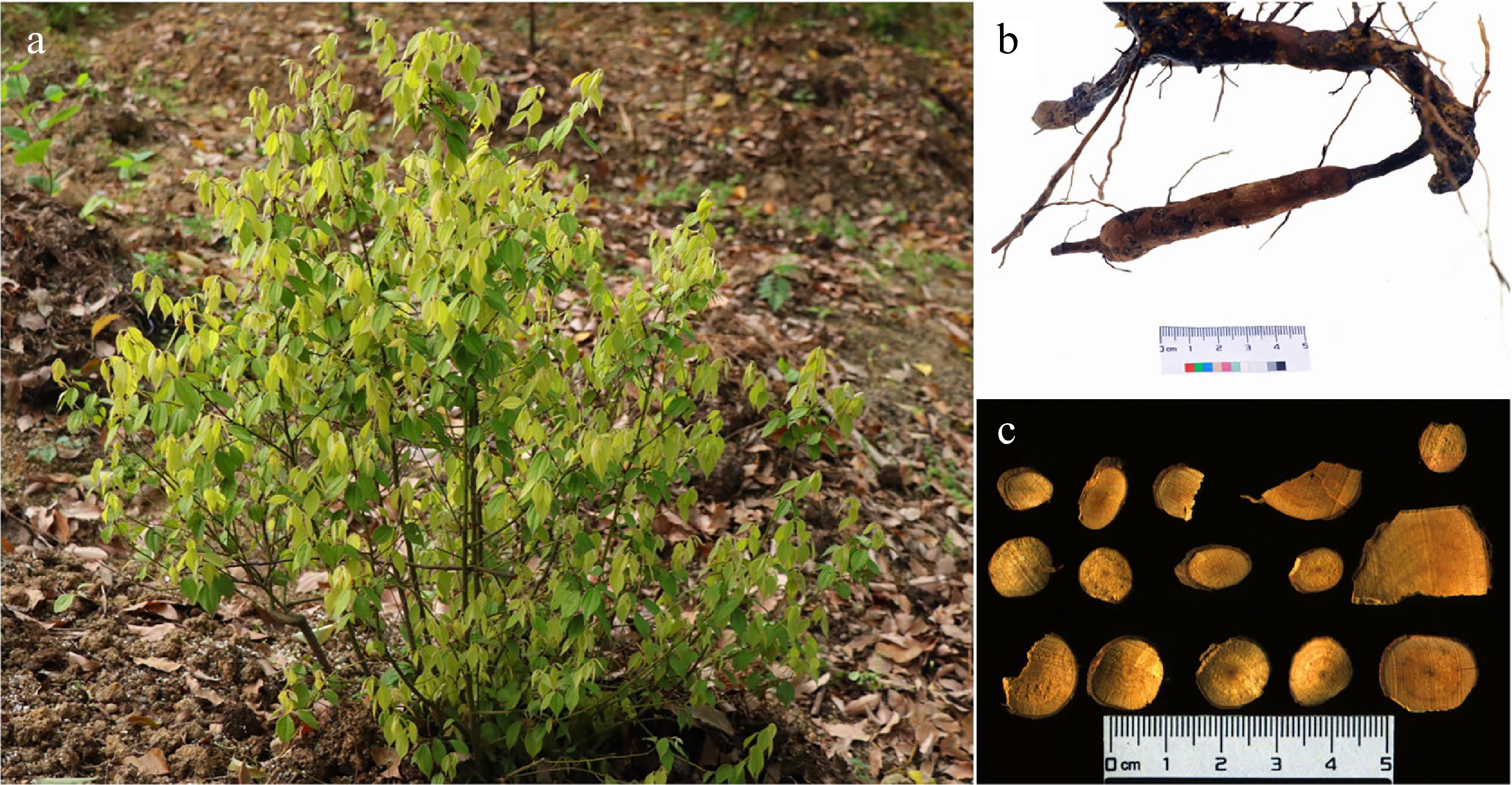 Understanding Lindera aggregata efficacy and uses: Your quick guide to its main benefits and actions.