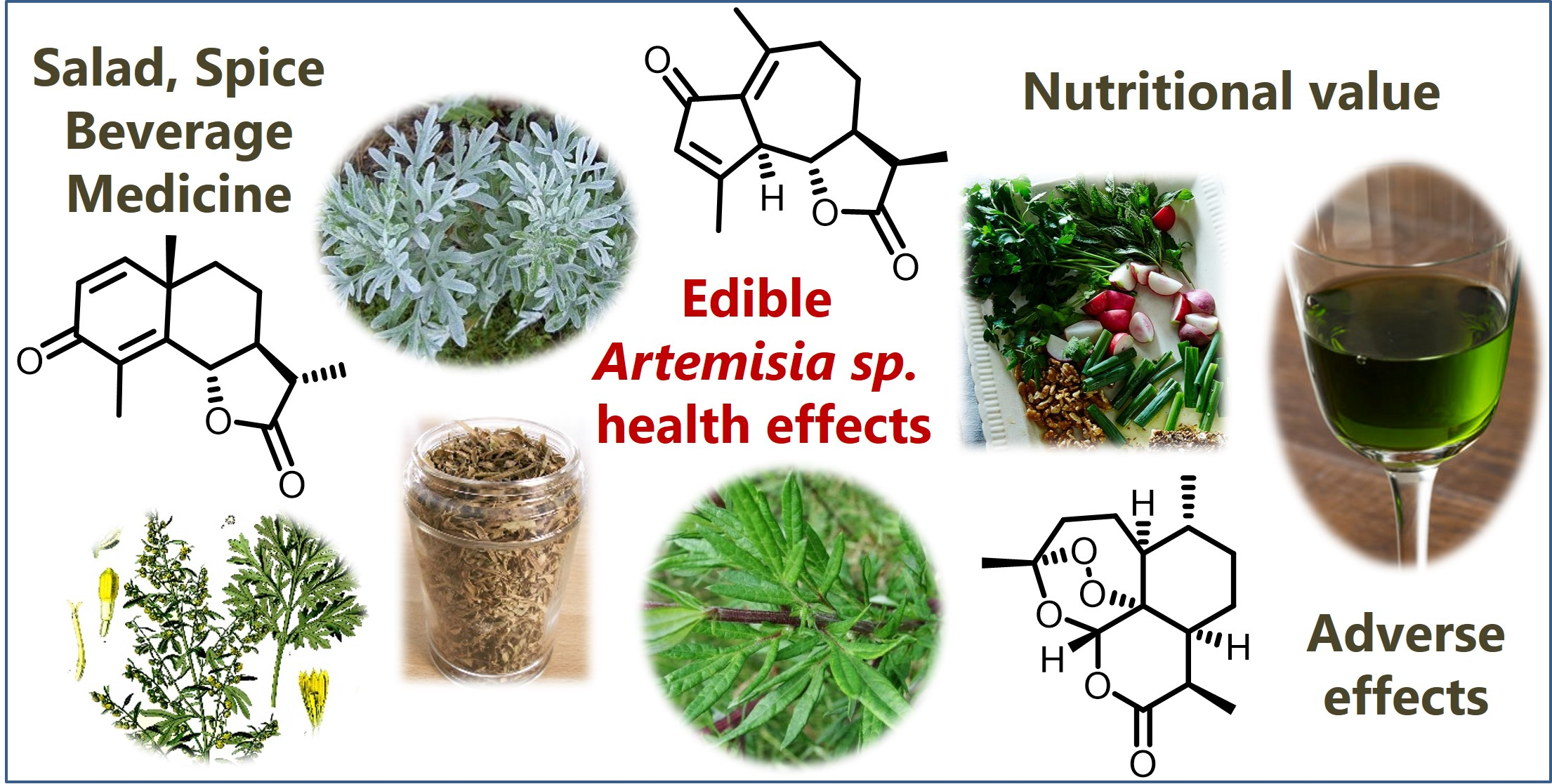 Uncover Artemisia Annuas Top Uses: Exploring the key Efficacy and Functions of this powerful traditional herb.