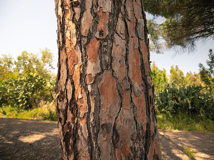 Exploring the top Acanthopanax Root Bark Benefits for your everyday healthy life (Find out the common uses and positive effects this natural remedy offers to you)