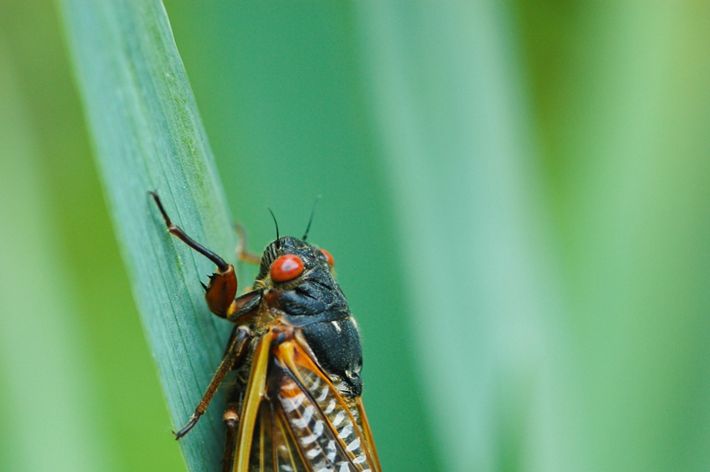 What are Cicada Slough benefits and uses? Simple answers about this natural wonder now.