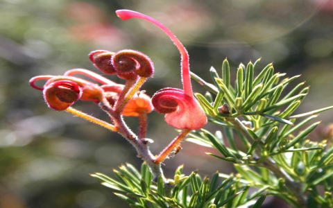 Exploring Astragalus benefits: your easy guide to using this natural remedy for better skin, less stress, and improved vitality.