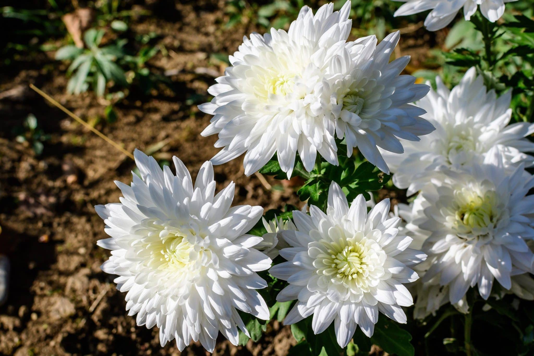 White Chrysanthemum Benefits and Effects: Whats the big deal? (Find out what this flower really does)