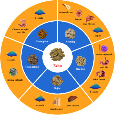 Tianmas effects: What should you really know? Uncover the main health advantages of using this special herb.