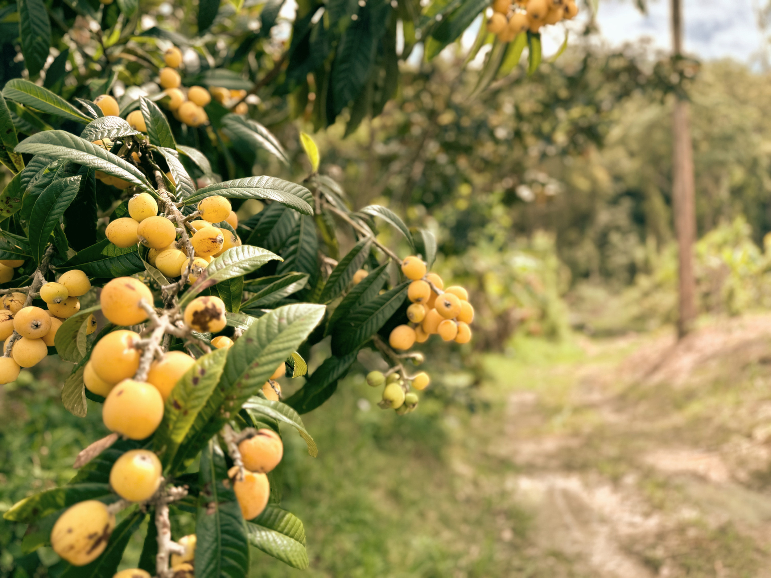 Uncovering the efficacy and role of loquat flowers: Simple facts about their traditional uses.