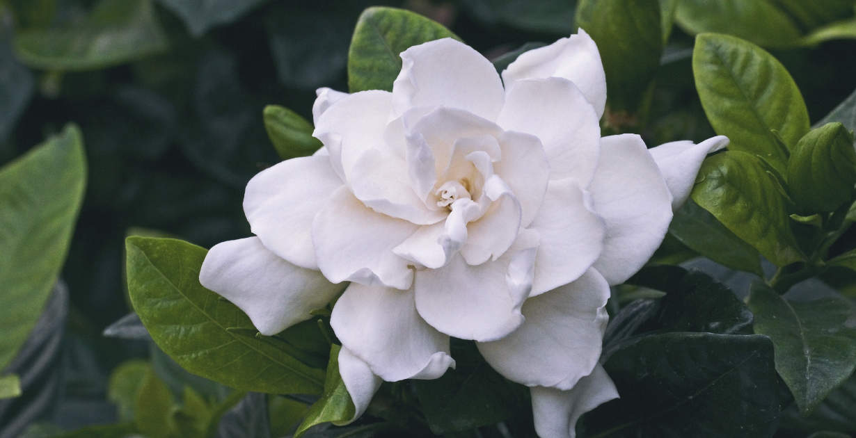 What are Gardenias efficacy and functions? Learn its top health advantages simply explained now.