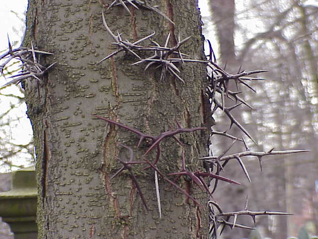 All about Gleditsia Sinensis Thorn Benefits and Effects (Your simple explainer for this traditional remedy)
