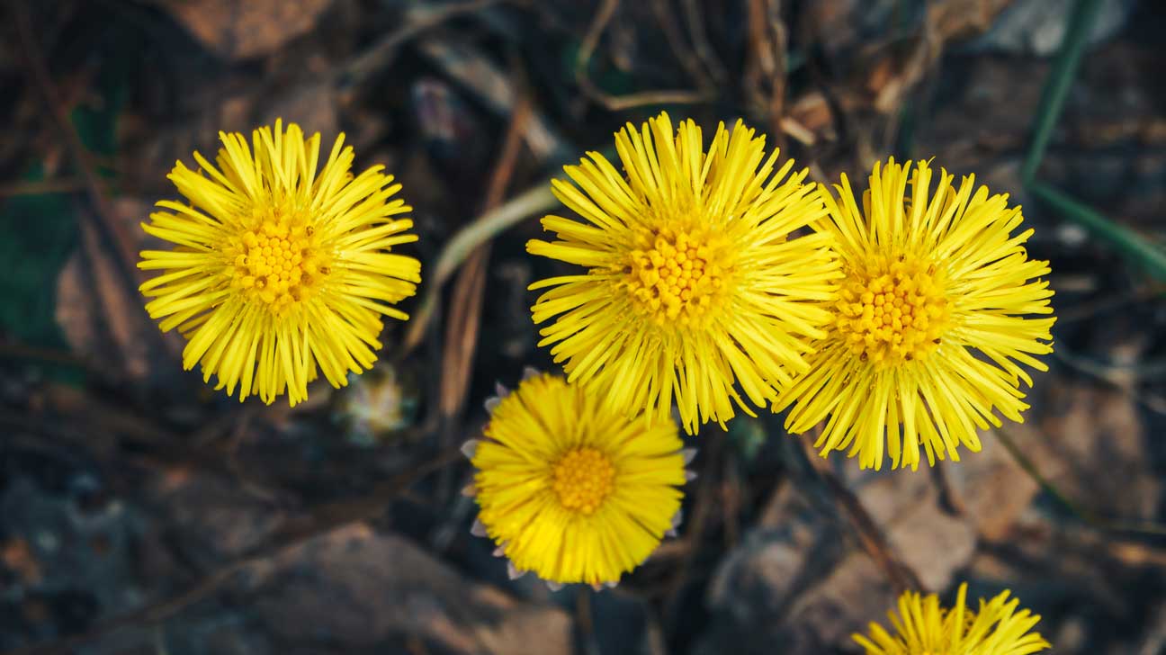 Using Coltsfoot Flower: For What Benefits and Uses? (Simple steps to get the most from it)