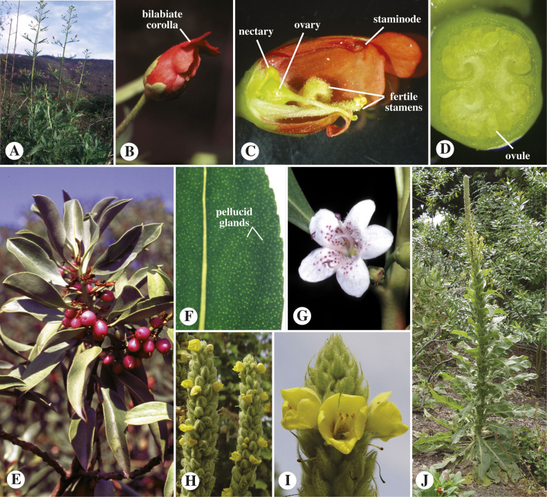 Unlocking Scrophularia benefits: What are the key uses and effects you really should know about today?