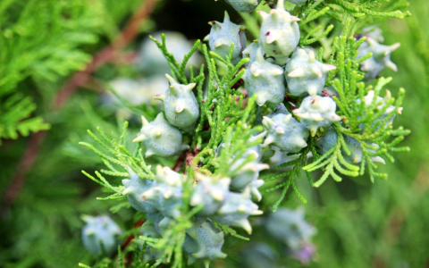 Unlocking Scrophularia benefits: What are the key uses and effects you really should know about today?