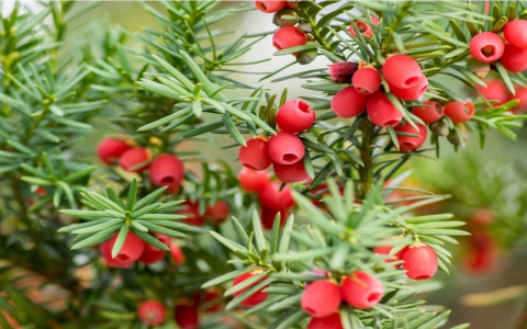 Discover Acorus tatarinowiis benefits and uses: What are its main health advantages people seek?
