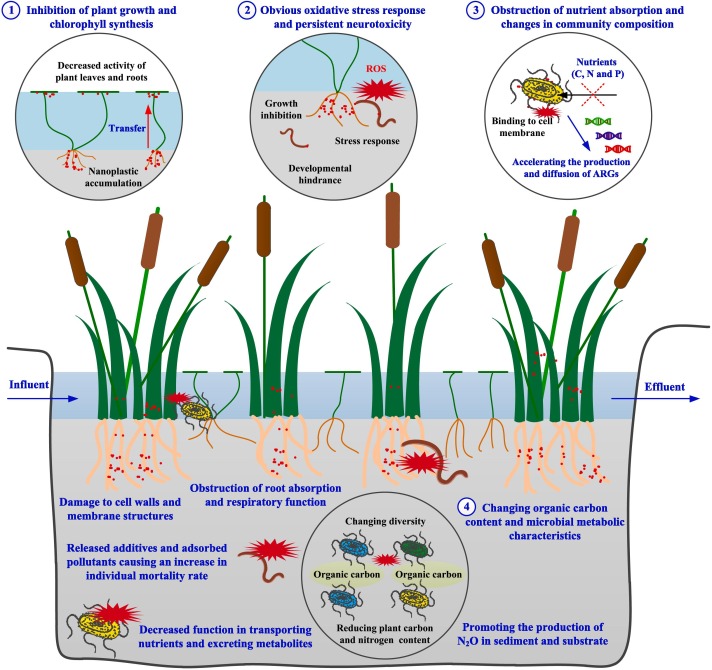 Exploring Reed Rhizome benefits and effects for you: Discover the main advantages and how it works for better well-being.