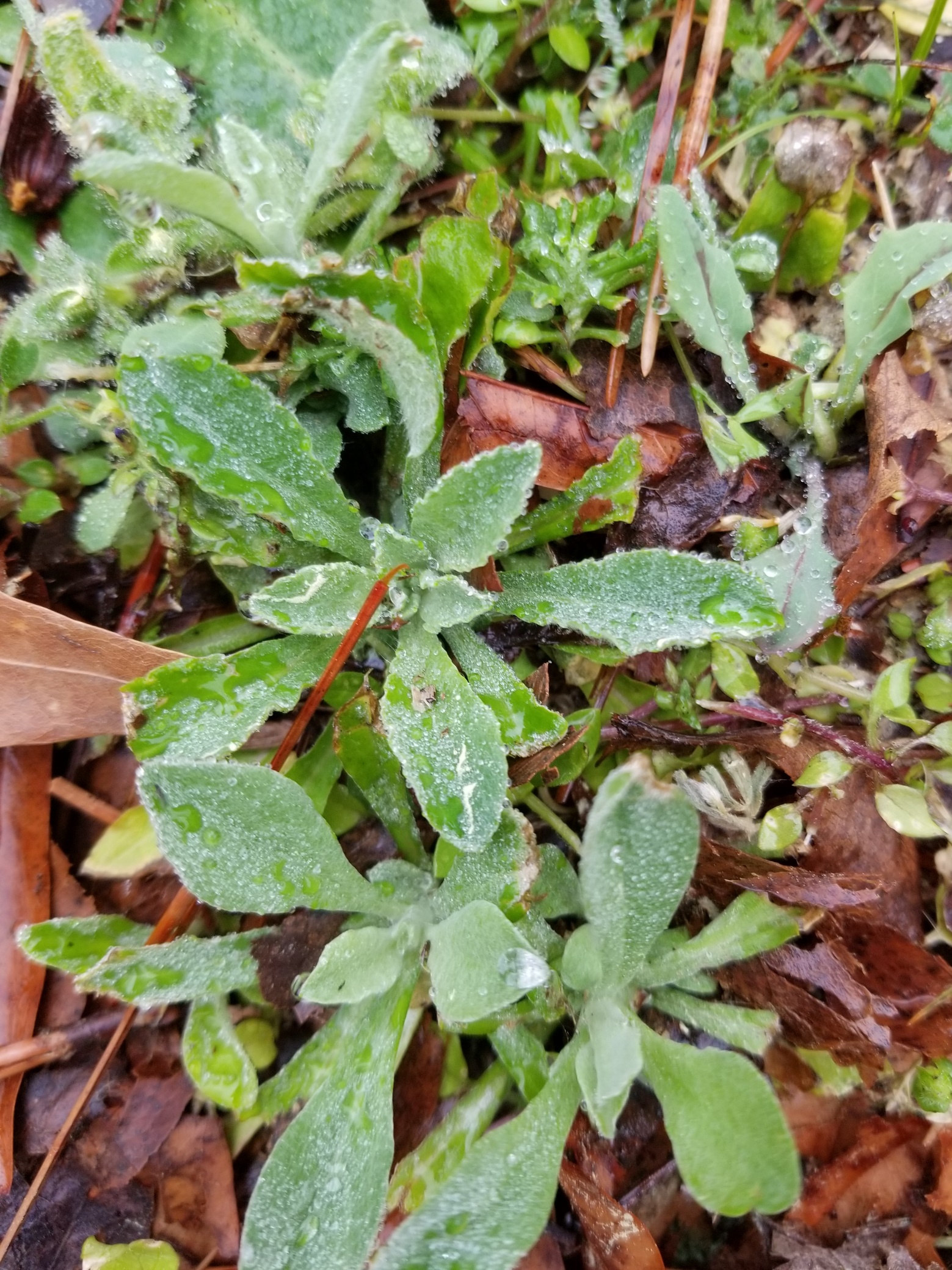 The real scoop on Cudweeds benefits and effects. Is it actually good for you?