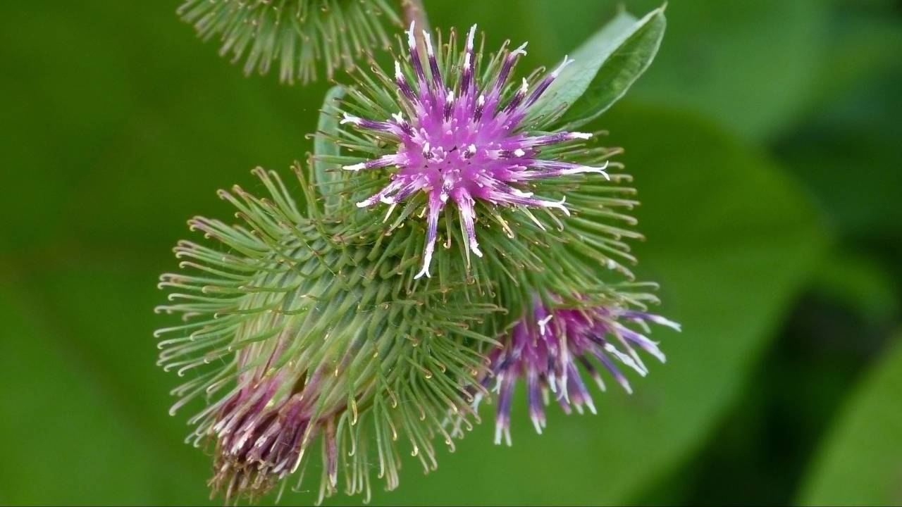 How does Burdock fruit work its magic? Learn its efficacy and function in plain English.