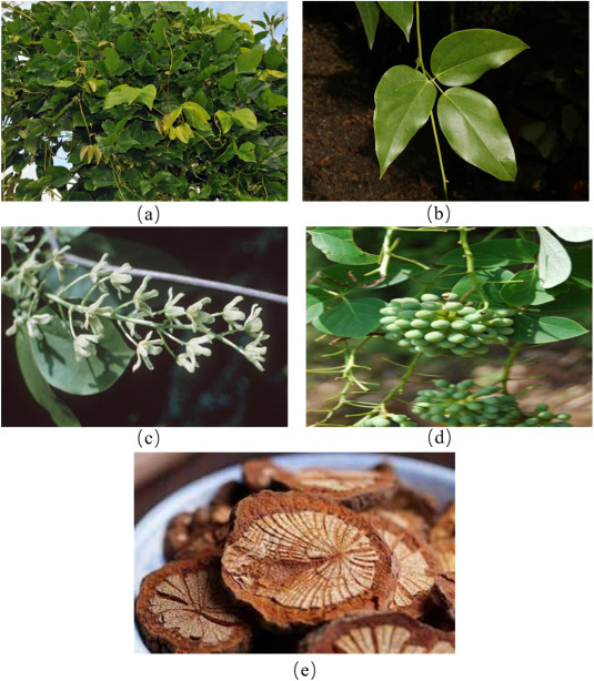 Sargentodoxa Cuneata benefits and effects for better health (See how this plant naturally improves well-being).