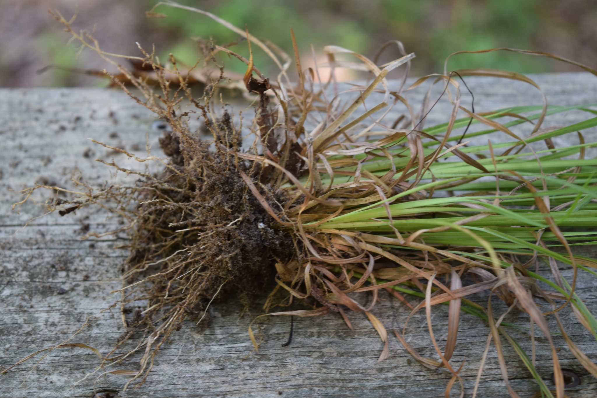 Want to know Cogongrass Root benefits and effects? This guide explains its main uses easily!