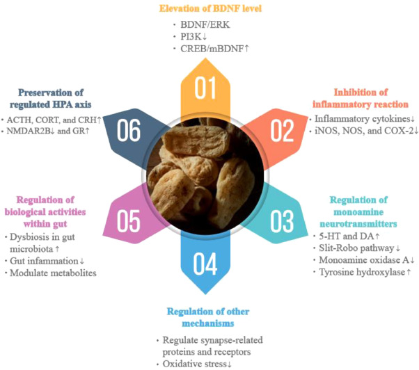 What are Gastrodia Elatas benefits and effects? Learn how this herb helps you feel much better.
